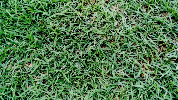 Bermuda-grass (Cynodon dactylon).