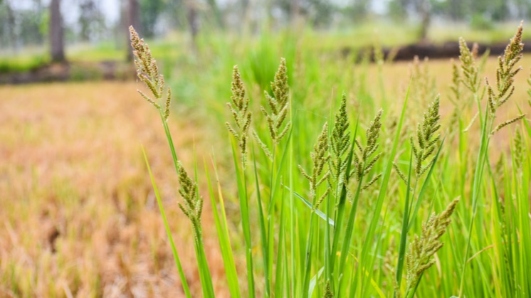 Capim-arroz (Echinochloa crus galli).