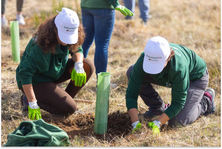 Voluntários da Iberdrola plantando uma árvore.