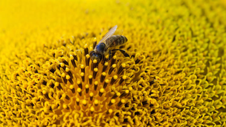 Pesticides, pollution and climate change are causing natural pollinators to disappear.