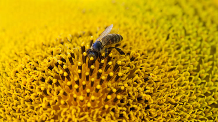 Os pesticidas, a poluição e a mudança climática estão provocando o desaparecimento dos polinizadores naturais.