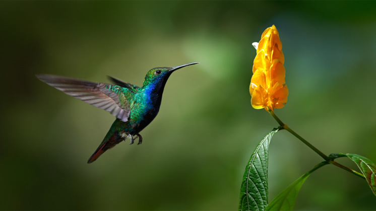 Os pesticidas, a poluição e a mudança climática estão provocando o desaparecimento dos polinizadores naturais.