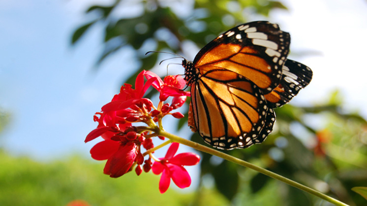 Pesticides, pollution and climate change are causing natural pollinators to disappear.