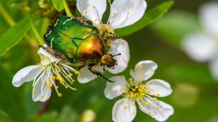 Pesticides, pollution and climate change are causing natural pollinators to disappear.