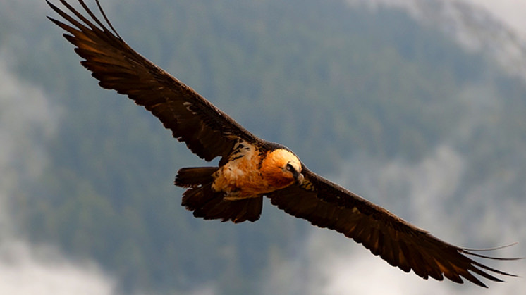 The bearded vulture is at serious risk of extinction in Europe.