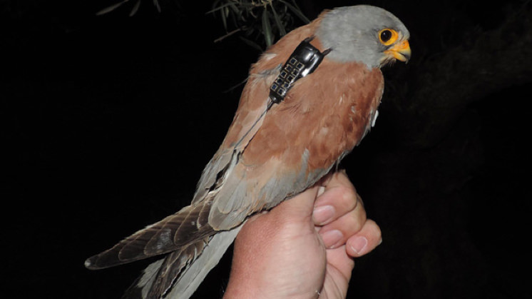 Kestrels.