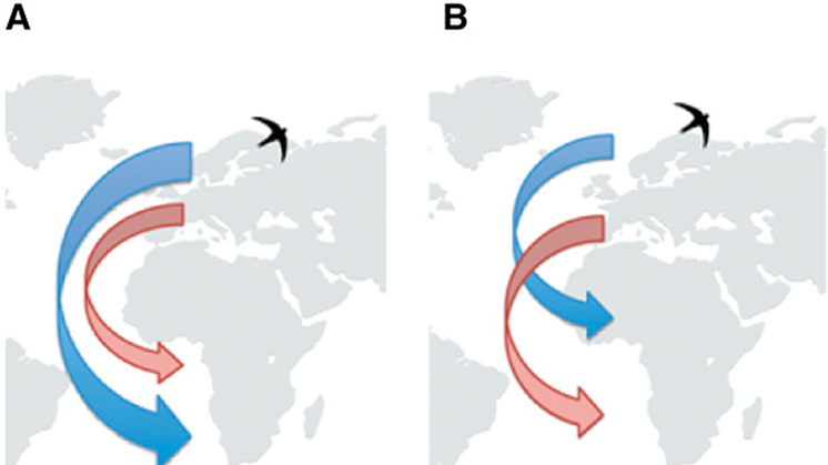 Estratégias de migração. A: migração saltitante ou leapfrog. B: migração em cadeia (Fonte: Åkesson et al., 2020. Evolution, evo.14093).