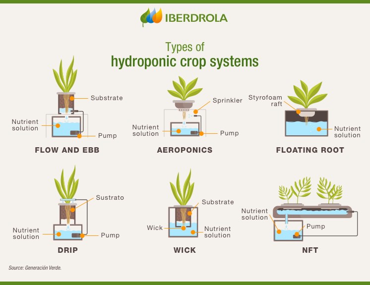 hydroponic crop