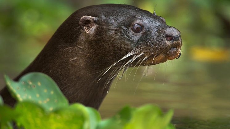 Lontra BaixoIguacu