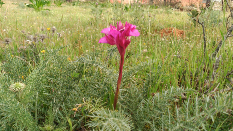 Orquidea NunezBalboa