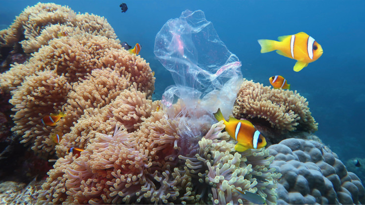 La salud del planeta depende del buen estado de conservación de los océanos.