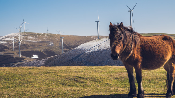 Equine cattle.