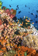 Arrecifes de coral.