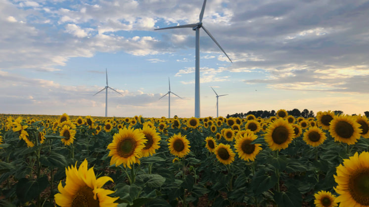 Campo de girasoles.