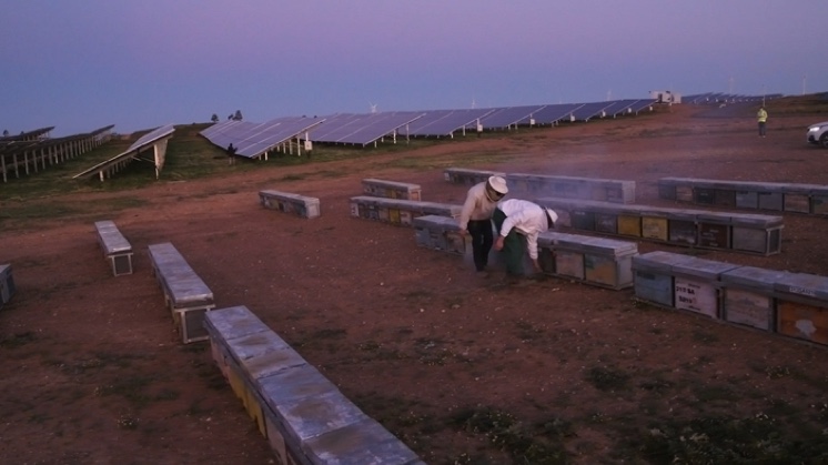 Installing beehives in the vicinity of photovoltaic plants.