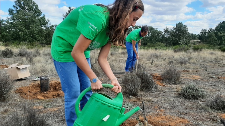 Voluntariado 