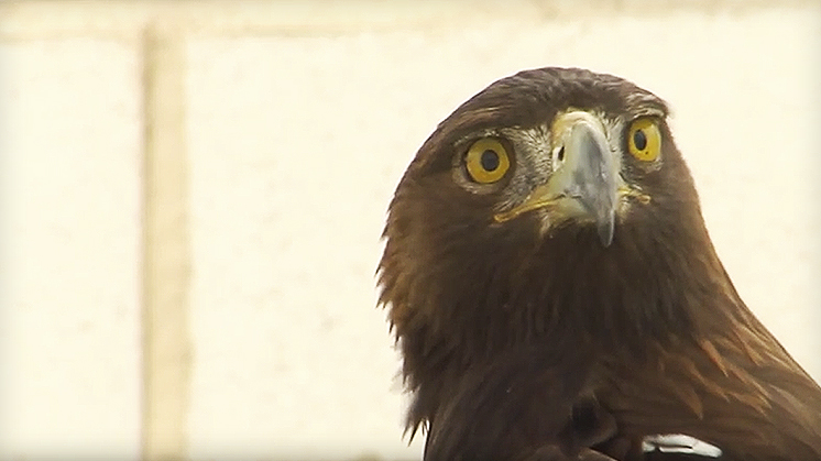 Project for the preservation of the imperial eagle in the wild. Video voice transcription (Spanish version) [PDF]