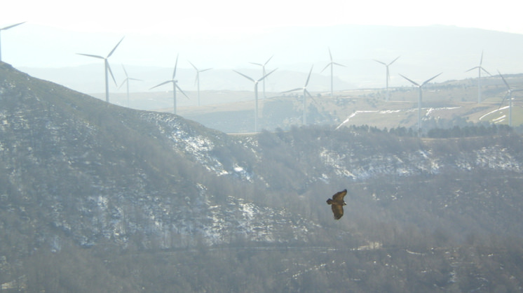 Iberdrola group undertakes bird protection initiatives at all its wind farms.