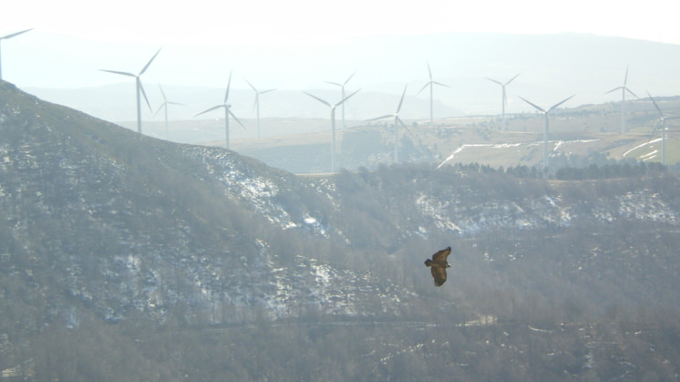 Iberdrola group undertakes bird protection initiatives at all its wind farms.