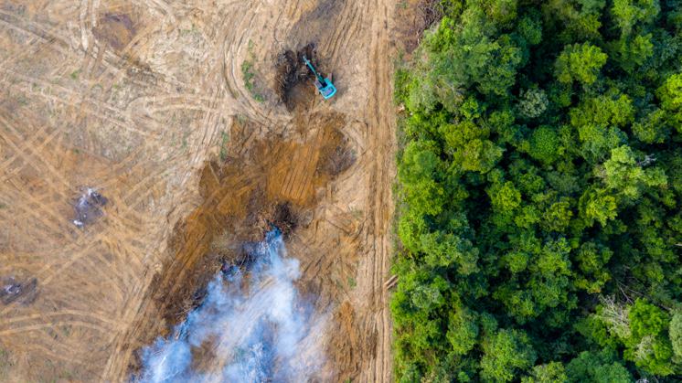 La pérdida de biodiversidad impacta negativamente en las especies, los ecosistemas y los propios seres humanos.