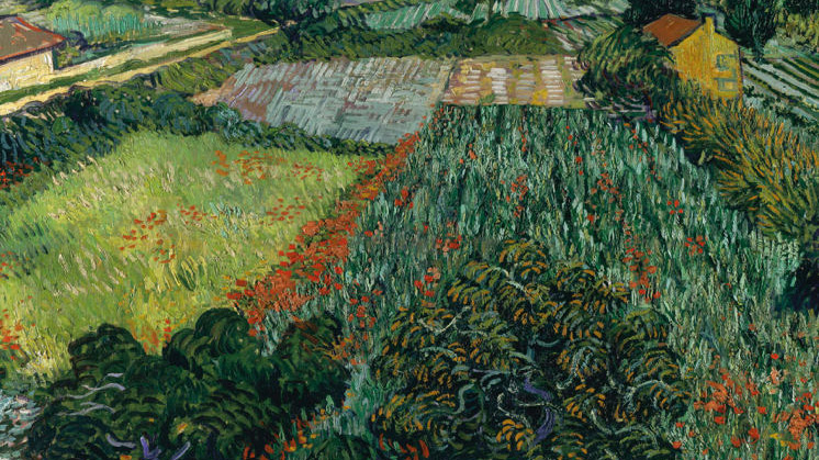 Campo de amapolas