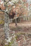 La filial de Iberdrola en Estados Unidos, AVANGRID, contribuyó a la creación y el establecimiento de nuevos humedales, incluida la plantación de 969 árboles para mitigar los impactos de humedales asociados con los proyectos de gas de su distribuidora RG&E.