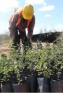 One important project involved planting more than 40,000 trees in the perimeters of the Topolobampo III and Baja California power plants, which has entailed the recovery of more than 70 hectares in total. In addition, volunteer initiatives have made it possible to plant 3,000 trees.