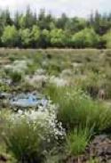 The group's British subsidiary, ScottishPower, funded the planting of nearly 640,000 trees in 2020 and 2021 as part of the habitat managing and monitoring plans of wind farms. These are in addition to the nearly 1.2 million trees planted until 2019 covering a total area of 9,049 hectares. In addition, volunteer initiatives that have planted 420 trees.