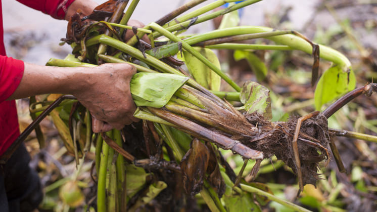 Agricultura