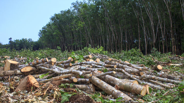 A exploração excessiva dos recursos naturais põe em perigo habitats de grande valor.