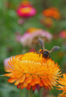 Biodiversity