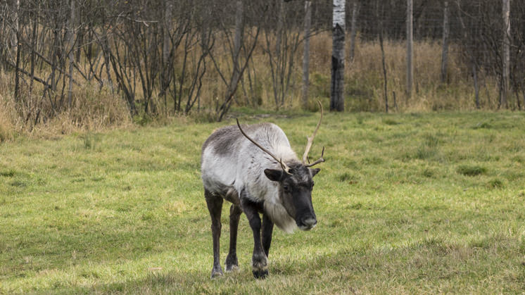 El caribú (Rangifer tarandus) es una especie amenazada por su dificultad para sobrevivir a los veranos cada vez más largos y calurosos.