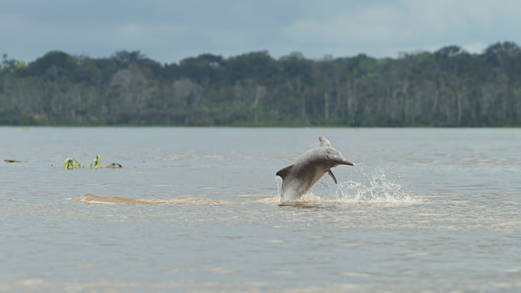 El delfín de río (Inia geoffrensis) está en peligro de extinción debido a la contaminación.