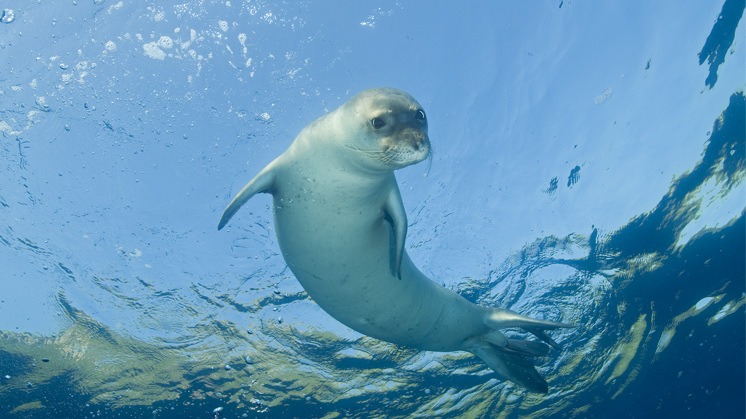 In the last 60 years, the population of the Mediterranean monk seal (Monachus monachus) has dropped by 60%.