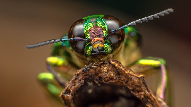 Types of Insects: Why are so many Endangered? - Iberdrola