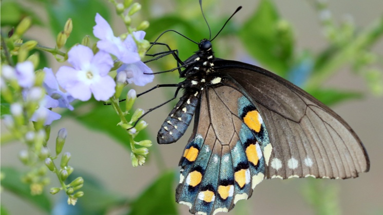 Mariposa_Cola_Golondrina_Azul