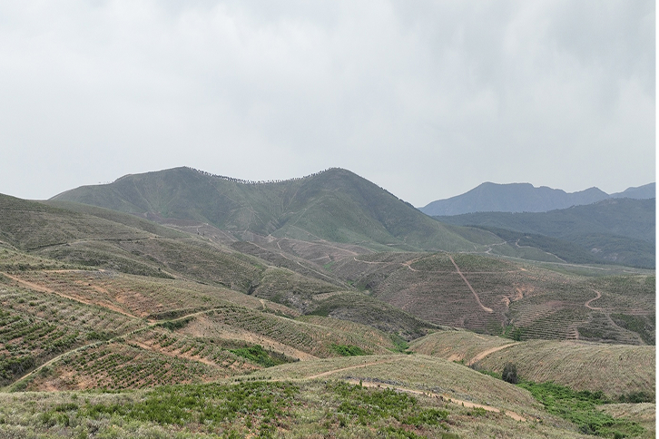 MERLIN Properties partners with Carbon2Nature to create the MERLIN Forest