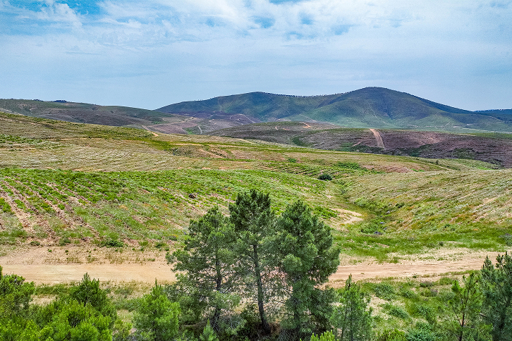 Bosque Uría, Salamanca