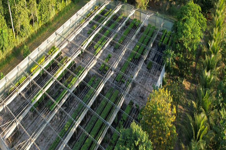 Nursery of native species for the restoration of the Muçununga Project