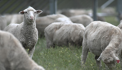 There are more than 1,000 sheep that use Iberdrola’s solar farms in Oregon as grazing land