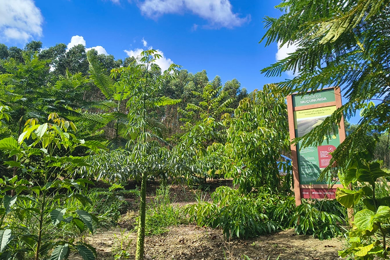 Proyecto Muçunuga Brasil Carbon2Nature
