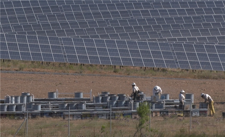 Instalación de colmenas y recolección de miel en plantas fotovoltaicas de Iberdrola