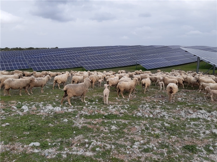 Combinación de plantas fotovoltaicas con usos agrícolas y ganaderos