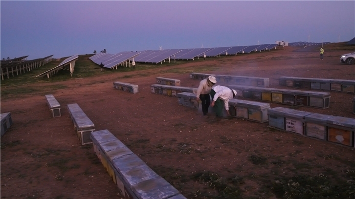 Instalación de colmenas en la planta fotovoltaica de Andévalo (Huelva)