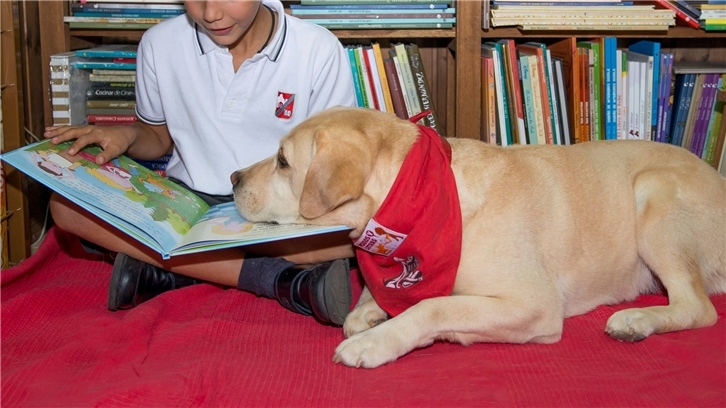 Perros y letras