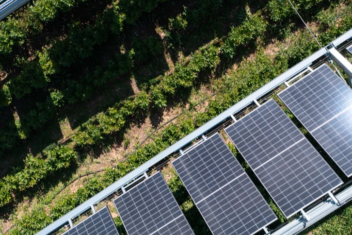 Iberdrola selecciona cuatro proyectos internacionales para impulsar la convivencia de la agricultura y la ganadería con el desarrollo de plantas fotovoltaicas.