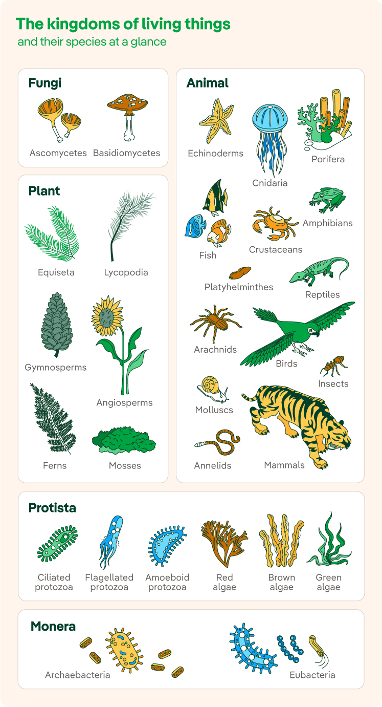 biology 5 kingdoms of living things