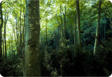 A grove of trees with sunlight in the background
