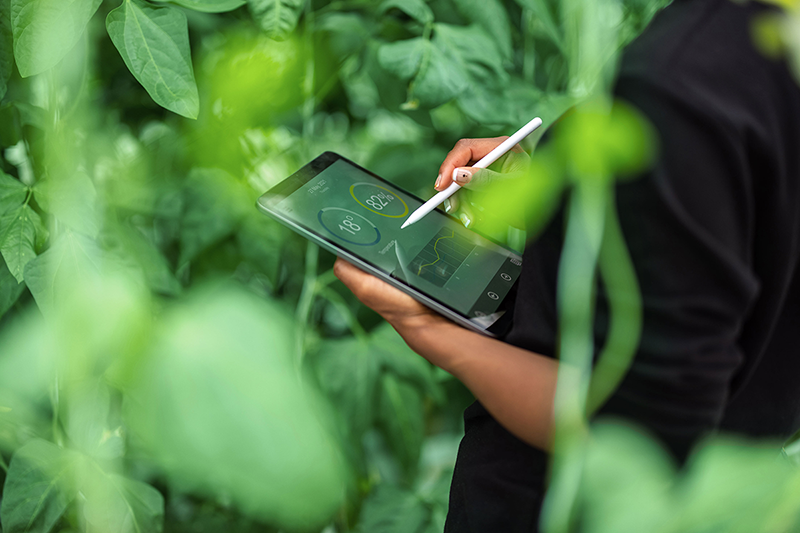 Persona manejando una tablet digital con fondo verde de naturaleza